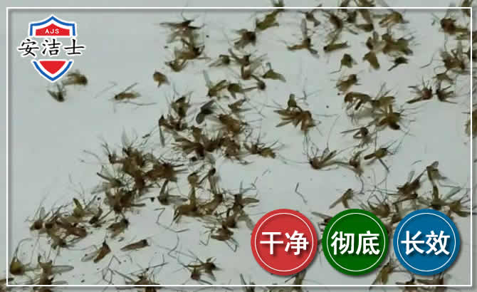 浦江苍蝇防治-灭蝇