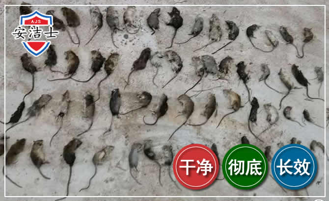浦江鼠害防治-灭鼠