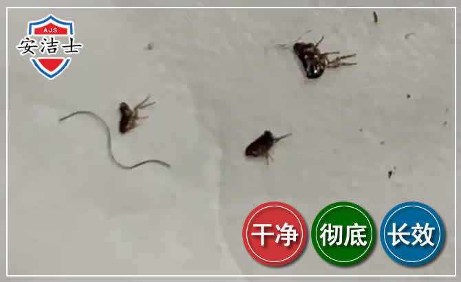 浦江跳蚤防治-灭跳蚤