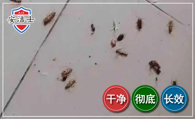 浦江蟑螂防治-灭蟑螂