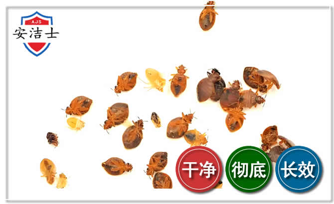 浦江臭虫防治-消灭臭虫